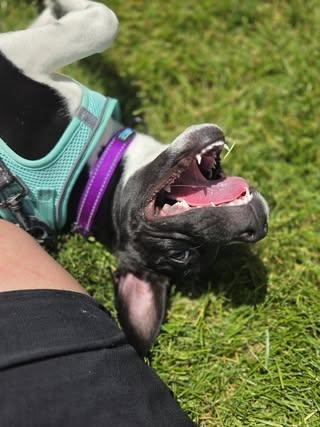 Tansy (Basil), a ADOPTABLE Mixed Breed in Watertown, WI image 6/6