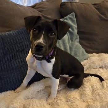 Tansy (Basil), a ADOPTABLE Mixed Breed in Watertown, WI image 5/6