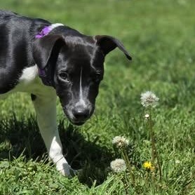 Tansy (Basil), a ADOPTABLE Mixed Breed in Watertown, WI image 4/6
