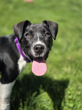 Tansy (Basil), a ADOPTABLE Mixed Breed in Watertown, WI image 2/6