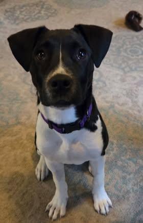 Tansy (Basil), a ADOPTABLE Mixed Breed in Watertown, WI image 1/6