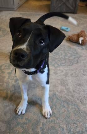 Tansy (Basil), a ADOPTABLE Mixed Breed in Watertown, WI image 3/6