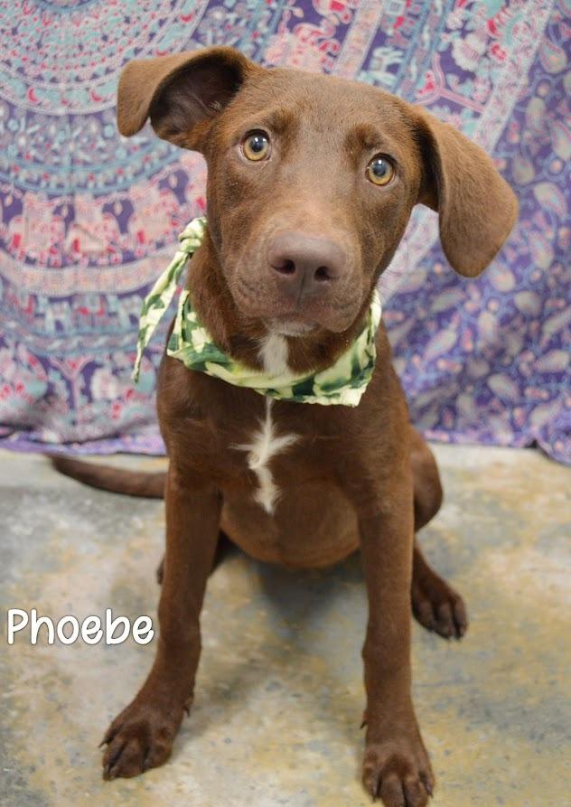 Phoebe, Adoptable, Young Female Labrador Retriever.