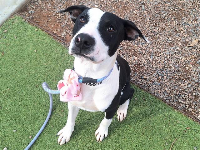 SILLY BILLY, Adoptable, Young Male Pit Bull Terrier.