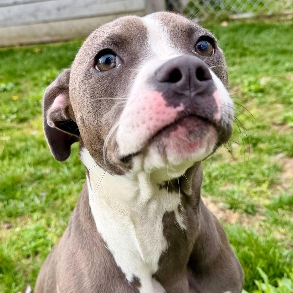 Arabella, Adoptable, Young Female Pit Bull Terrier.