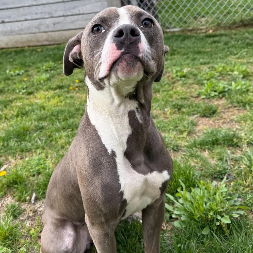 Arabella, a Adoptable Pit Bull Terrier in Dayton, OH image 2/6