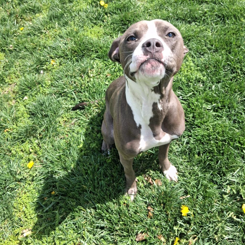 Arabella, a Adoptable Pit Bull Terrier in Dayton, OH image 3/6