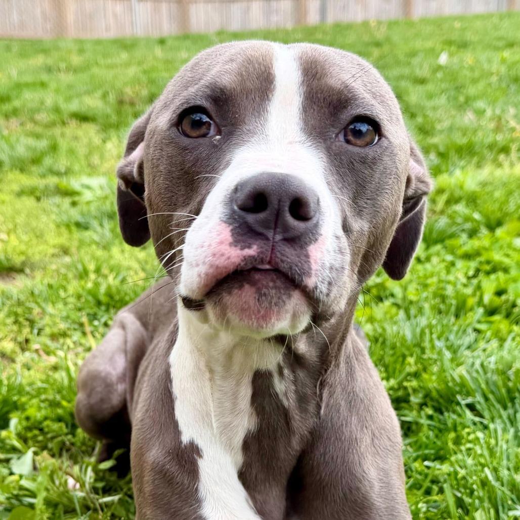 Arabella, a Adoptable Pit Bull Terrier in Dayton, OH image 4/6