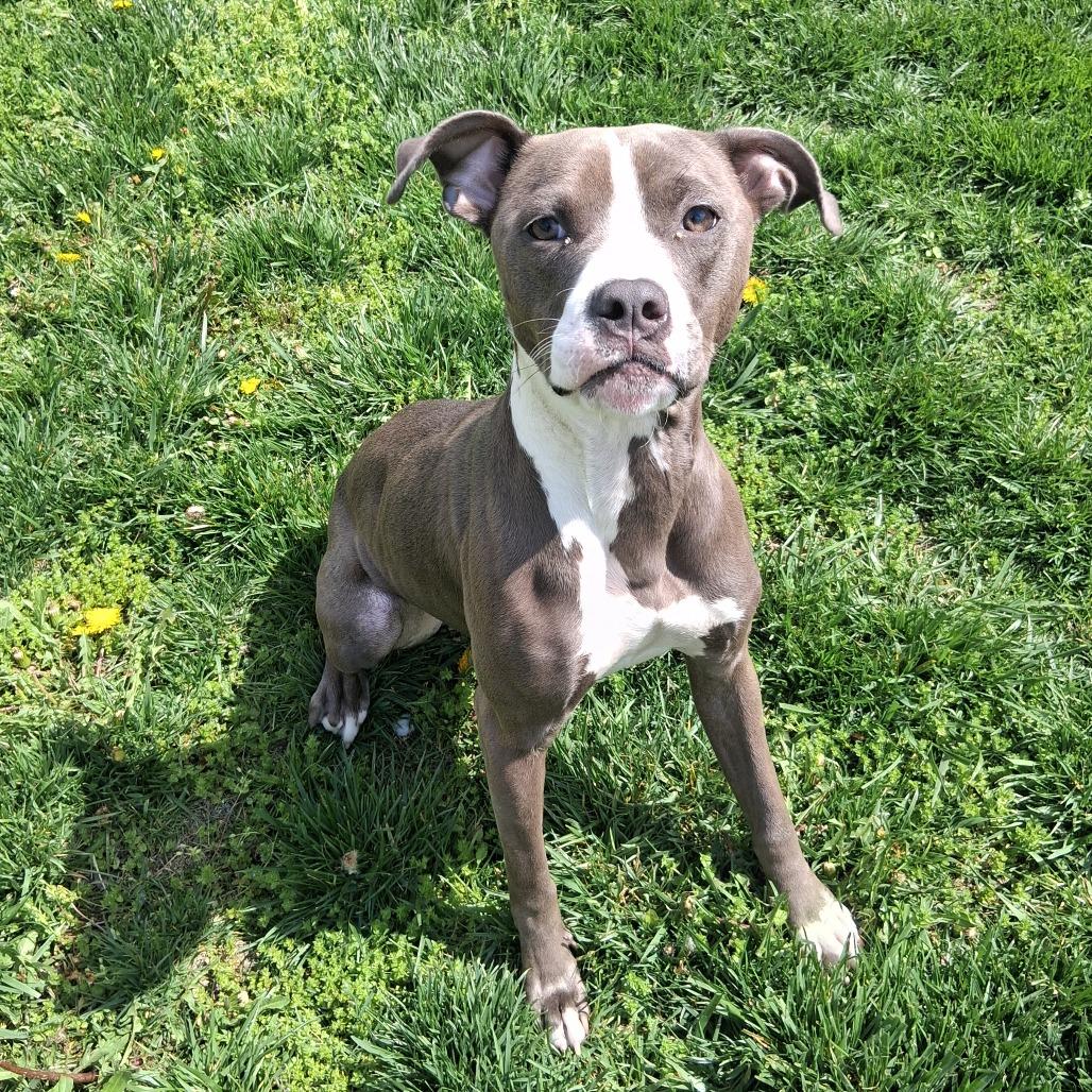 Arabella, a Adoptable Pit Bull Terrier in Dayton, OH image 5/6
