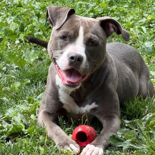 Arabella, a Adoptable Pit Bull Terrier in Dayton, OH image 6/6