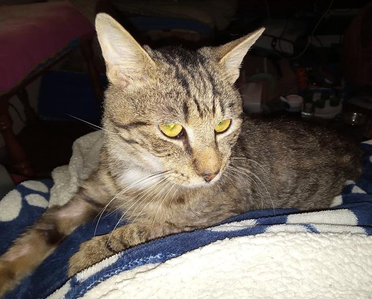 Decibel23, Adoptable, Adult Male Domestic Short Hair.