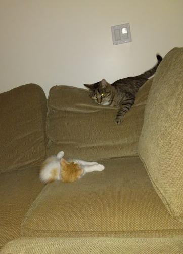 Decibel23, Adoptable, Adult Male Domestic Short Hair.