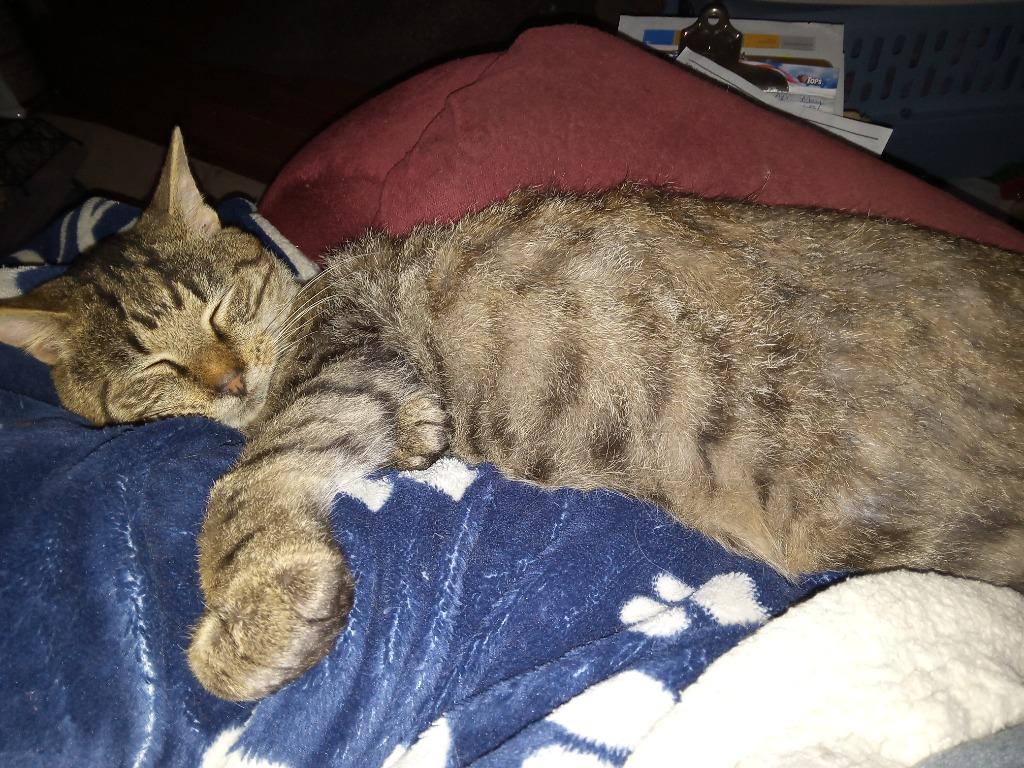 Decibel23, Adoptable, Adult Male Domestic Short Hair.