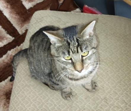 Enlarge Decibel23, a Adoptable mixed breed in Youngsville, NC image 4/4