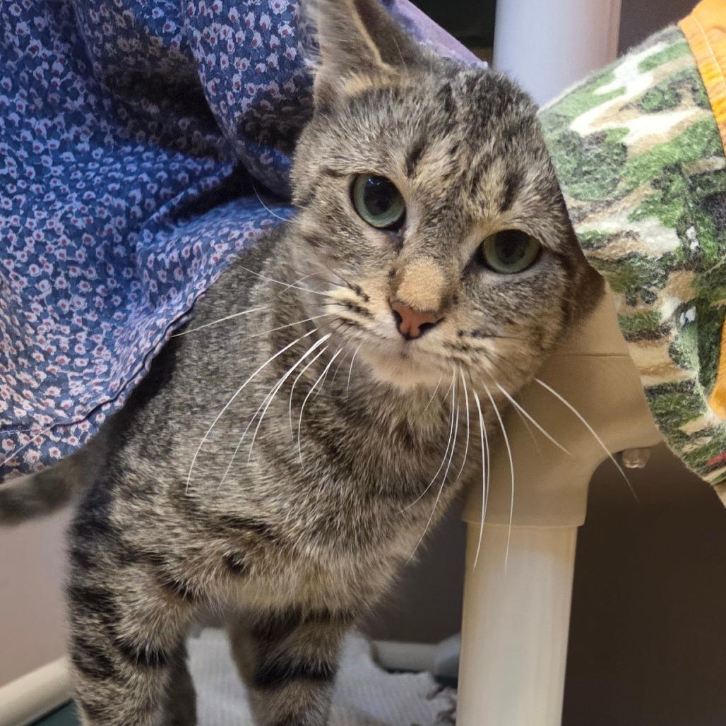 Jazz, Adoptable, Young Female Domestic Short Hair.