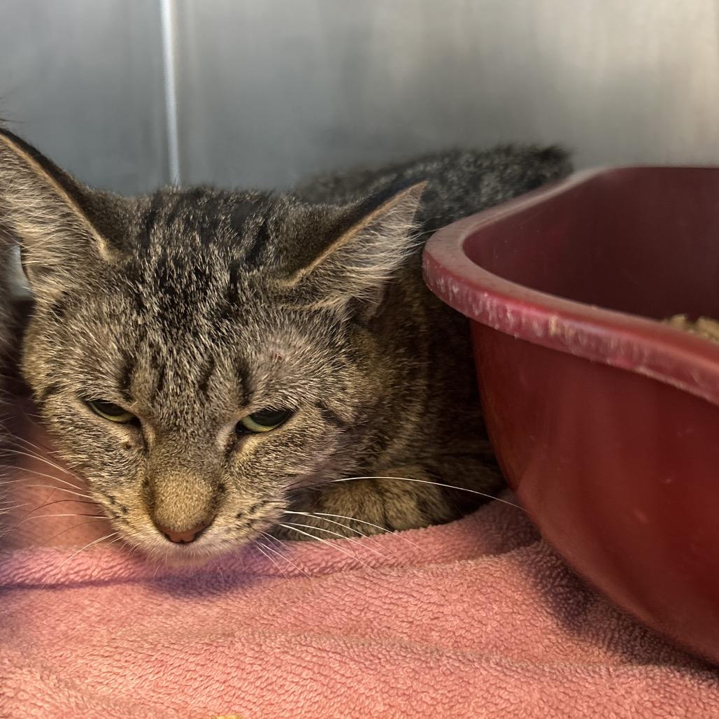 Enlarge Jazz, a Adoptable Domestic Short Hair in Bristol, IN image 2/2