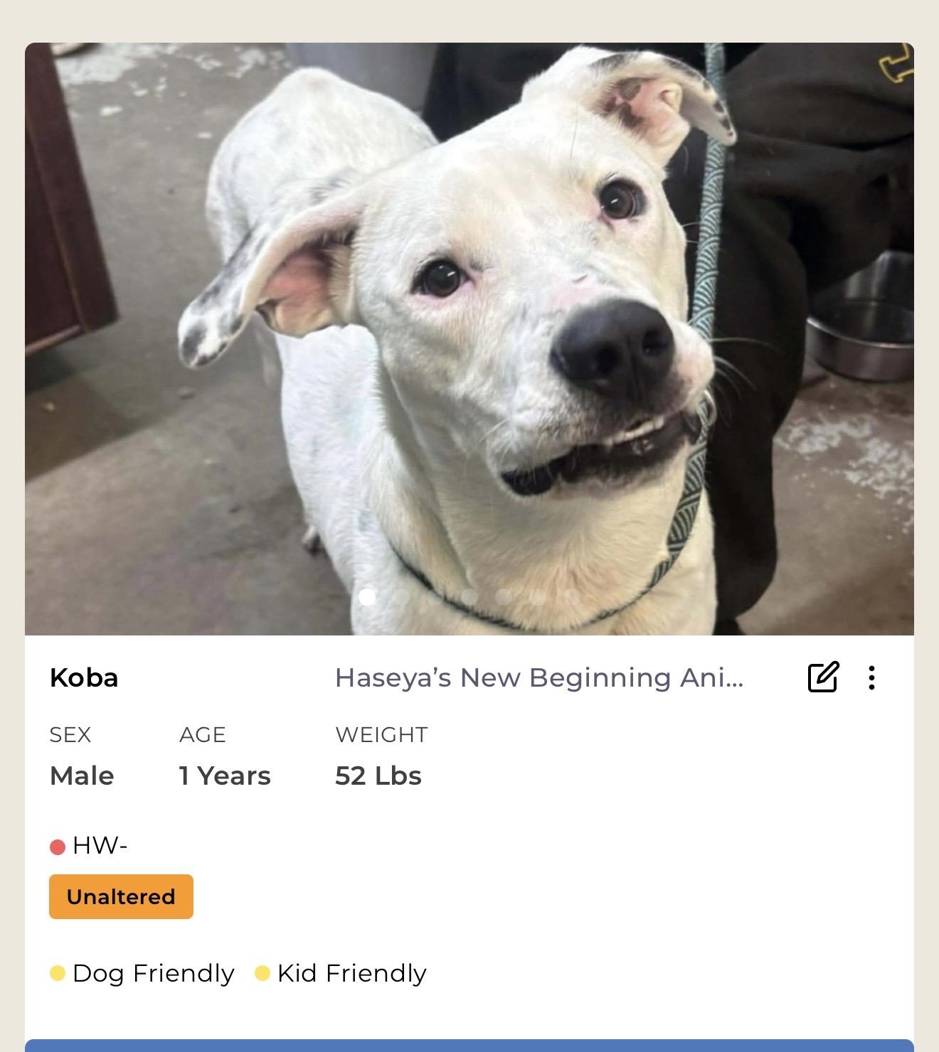 Enlarge Koba , a ADOPTABLE Mixed Breed in Rayne, LA image 4/4