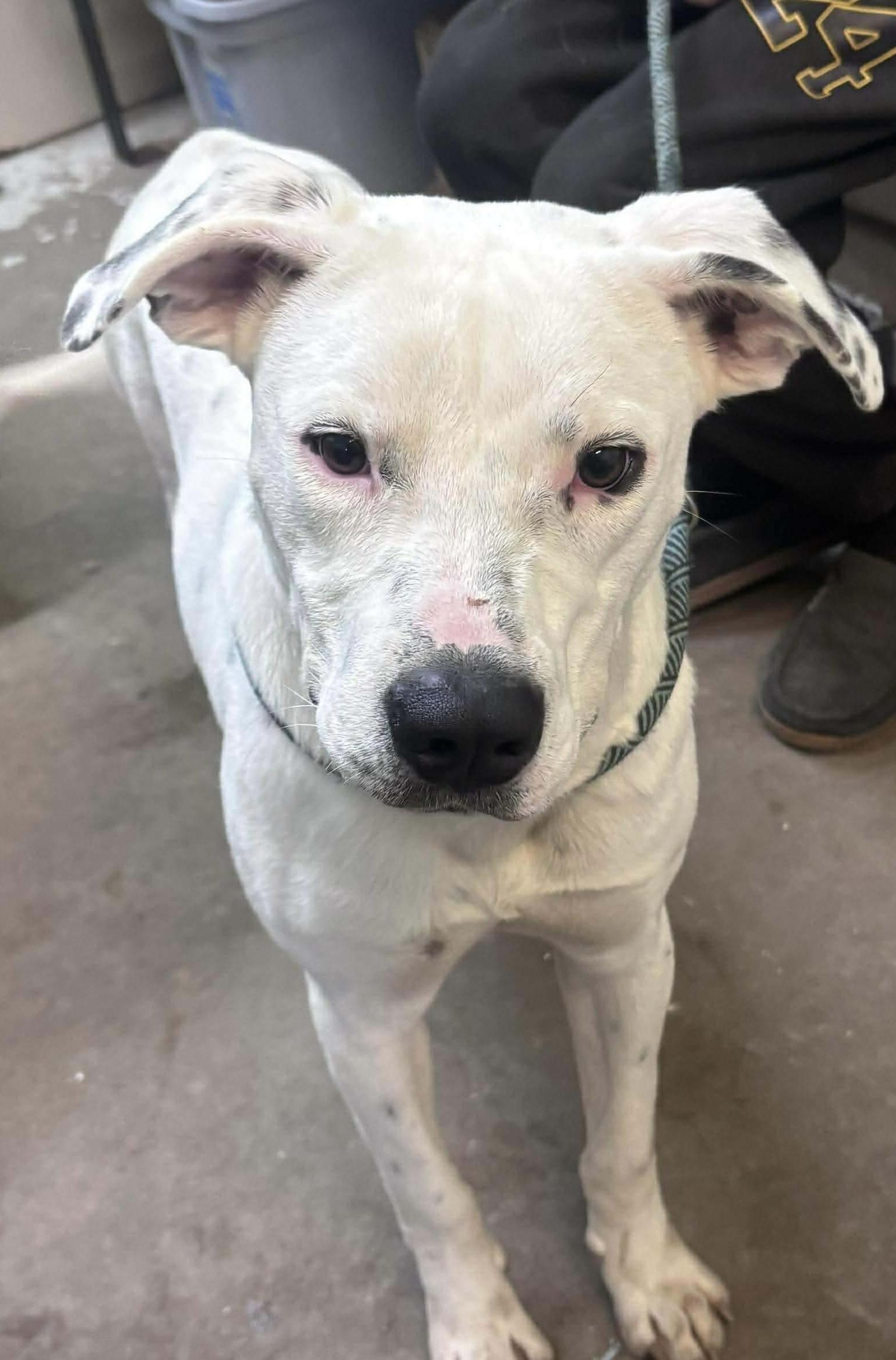 Enlarge Koba , a ADOPTABLE Mixed Breed in Rayne, LA image 1/4