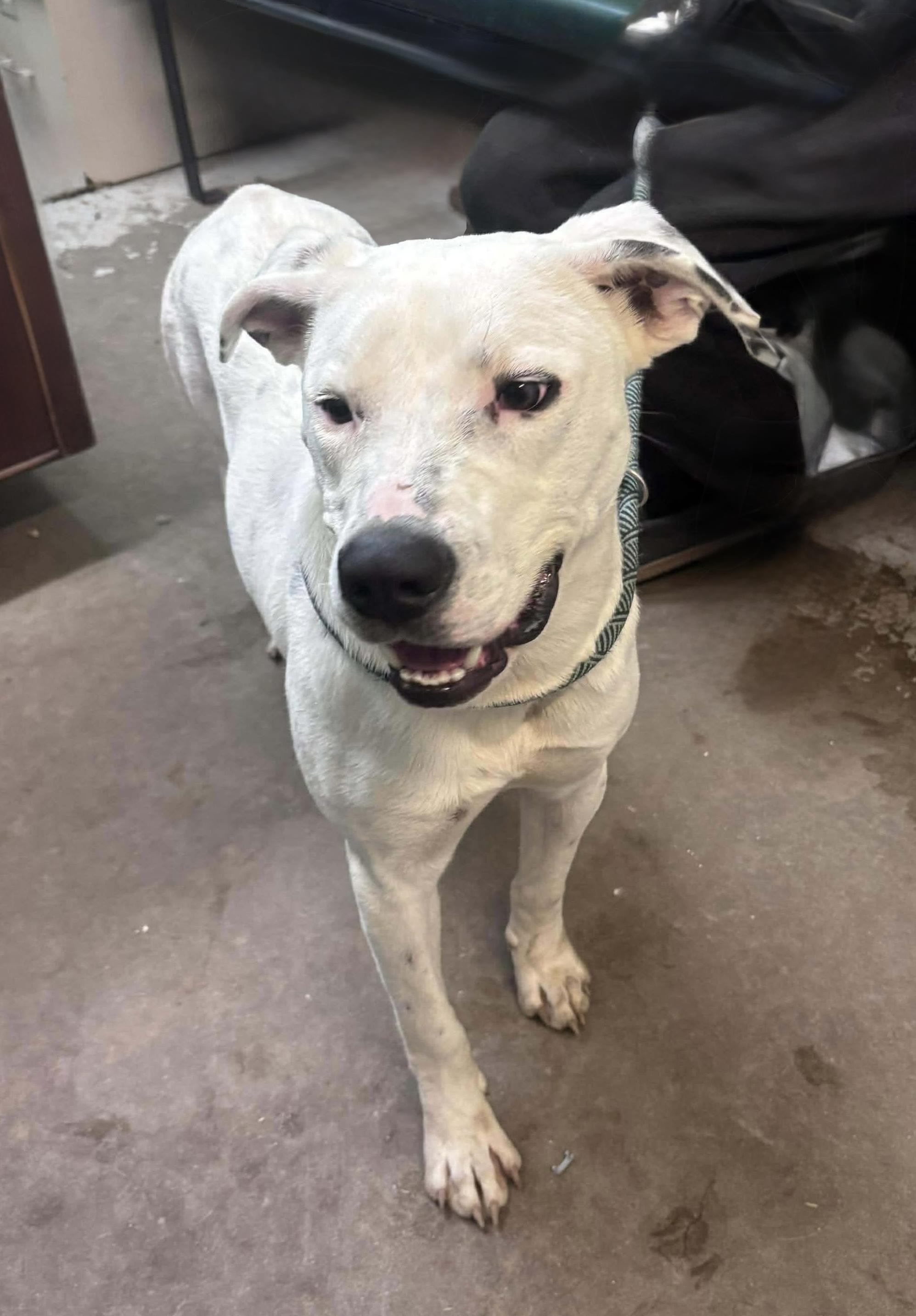 Enlarge Koba , a ADOPTABLE Mixed Breed in Rayne, LA image 2/4