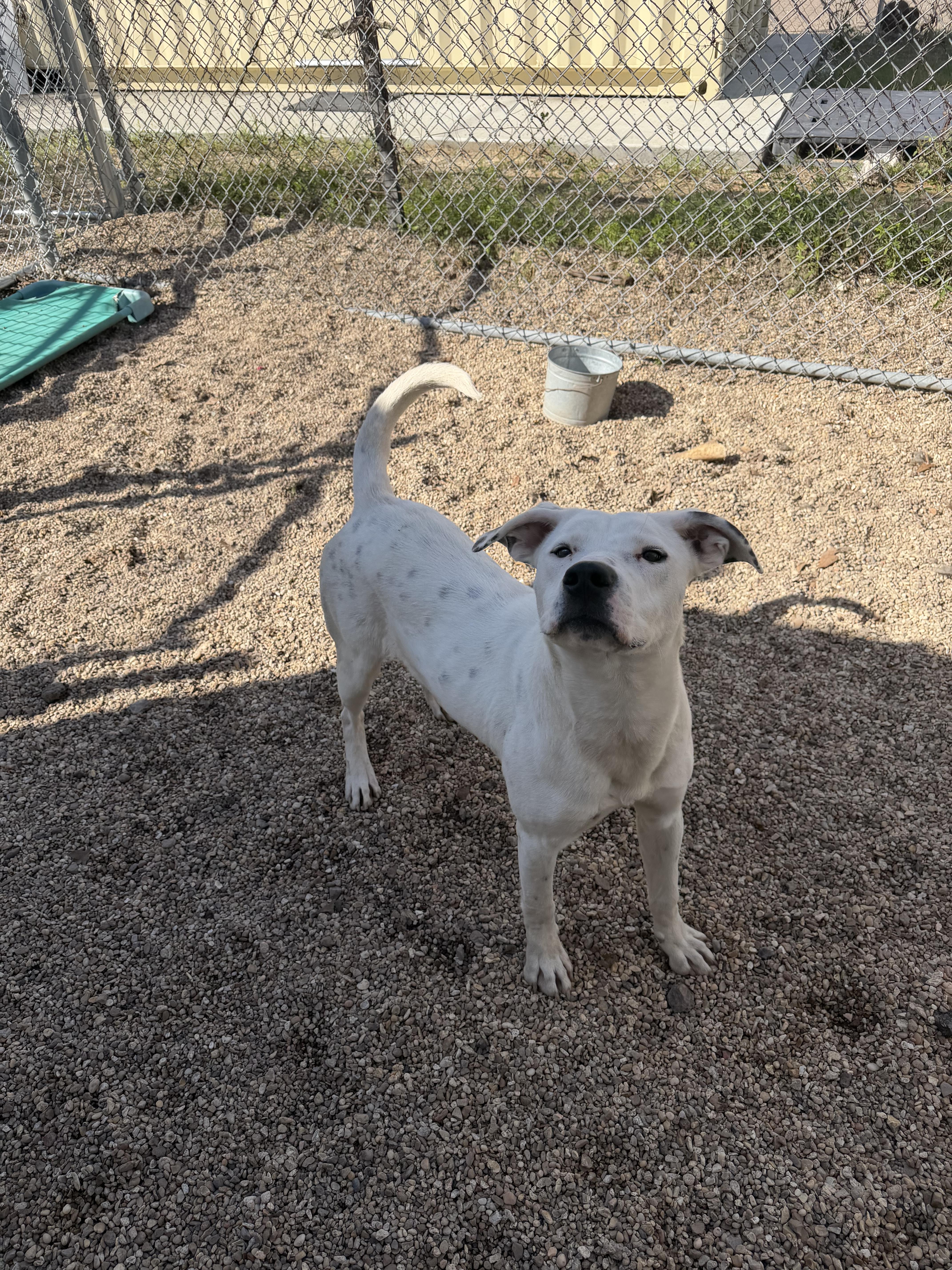 Enlarge Koba , a ADOPTABLE Mixed Breed in Rayne, LA image 3/4