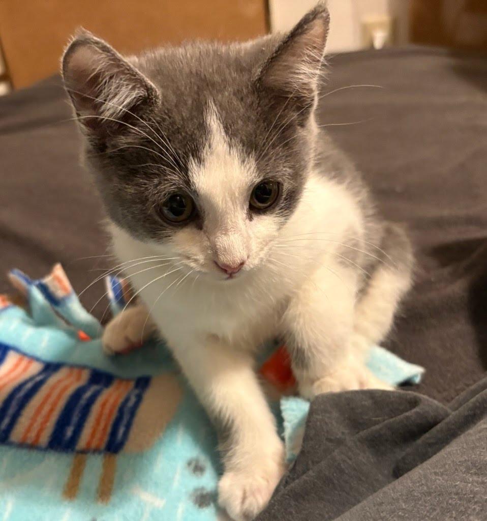 Dupe, Adoptable, Young Male Domestic Short Hair.