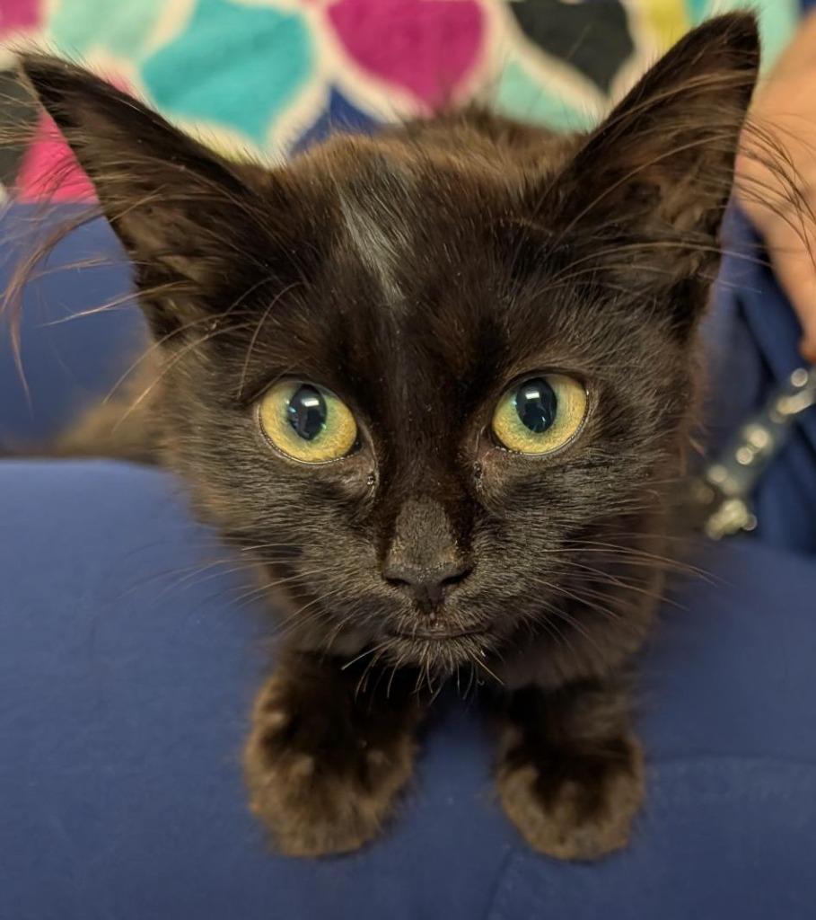 NINA, Adoptable, Kitten Female Domestic Long Hair.