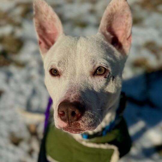 Roo, Adoptable, Adult Male Pit Bull Terrier.