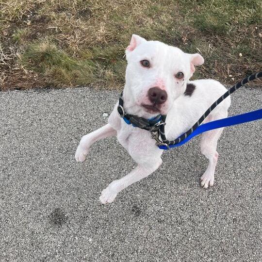 Enlarge Roo, a Adoptable mixed breed in Matteson, IL image 1/6