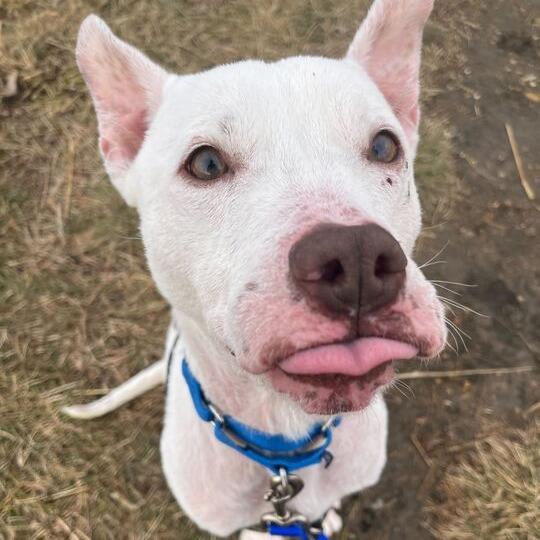 Enlarge Roo, a Adoptable mixed breed in Matteson, IL image 2/6