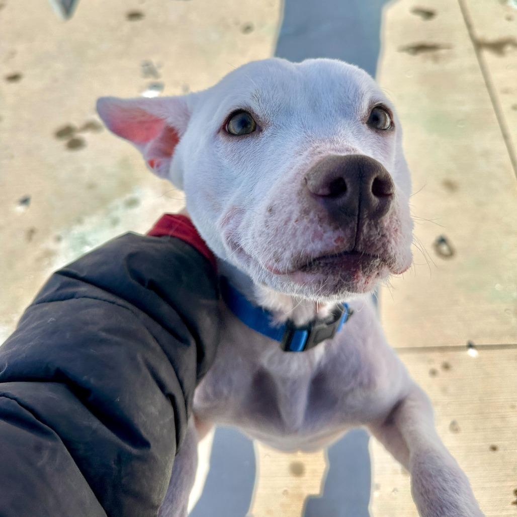 Enlarge Roo, a Adoptable mixed breed in Matteson, IL image 4/6