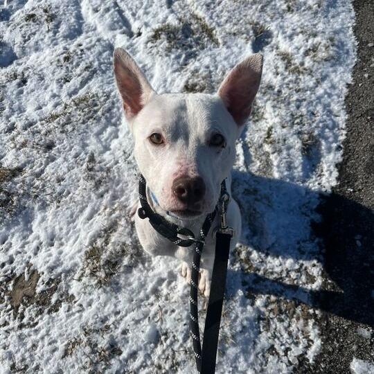 Enlarge Roo, a Adoptable mixed breed in Matteson, IL image 5/6