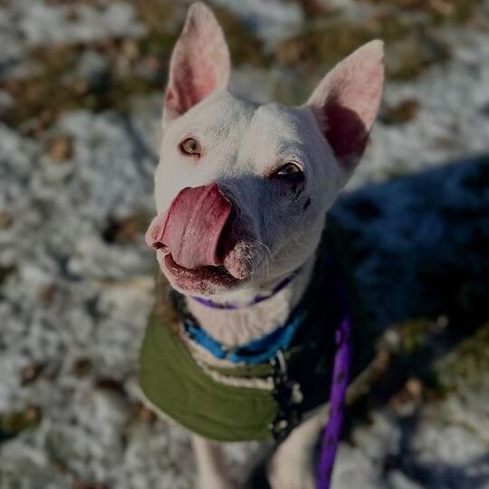 Enlarge Roo, a Adoptable mixed breed in Matteson, IL image 6/6