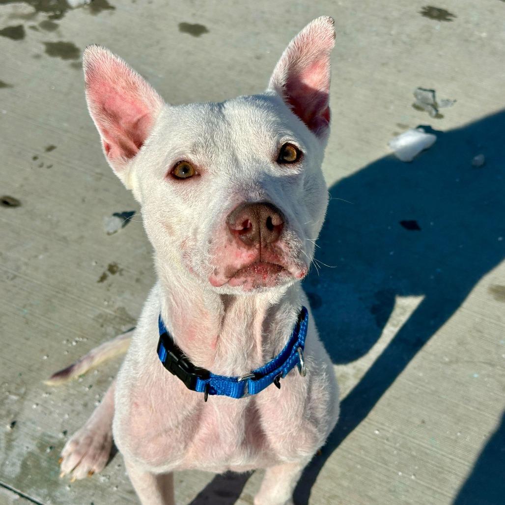 Enlarge Roo, a Adoptable mixed breed in Matteson, IL image 5/6