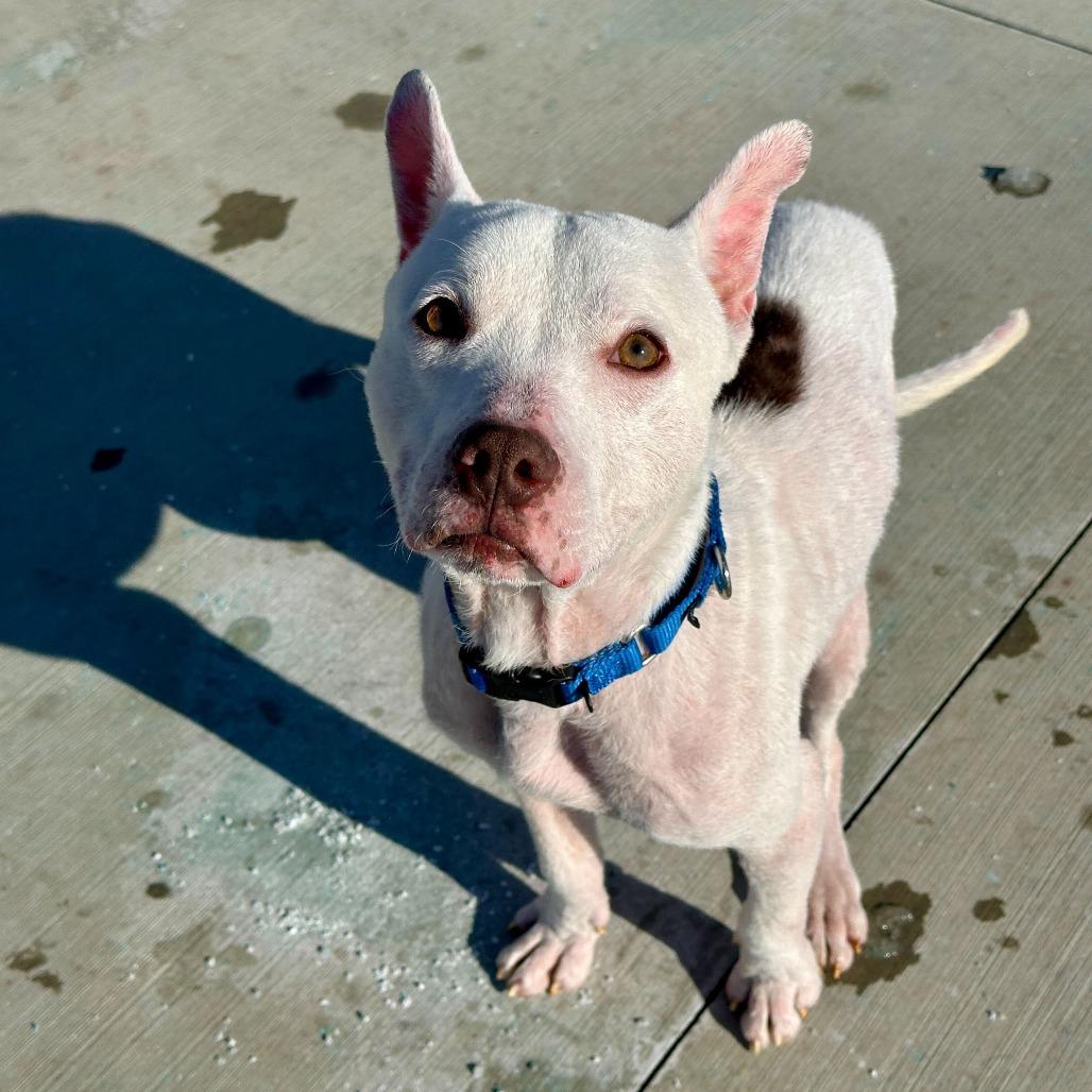 Enlarge Roo, a Adoptable mixed breed in Matteson, IL image 6/6