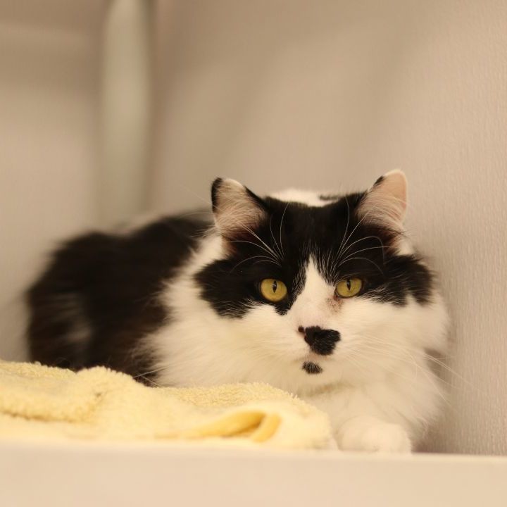 Groucho, a Adoptable Domestic Long Hair in Lansing, MI image 1/6