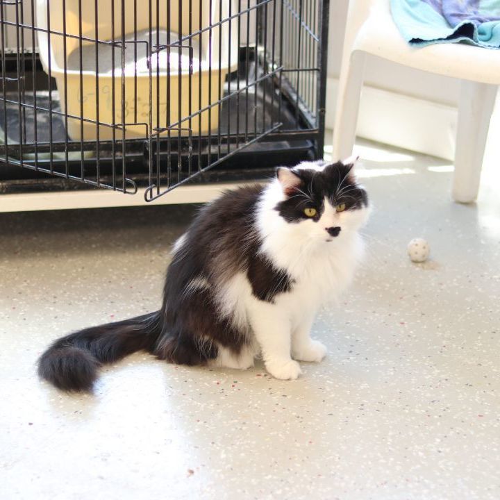 Groucho, a Adoptable Domestic Long Hair in Lansing, MI image 2/6