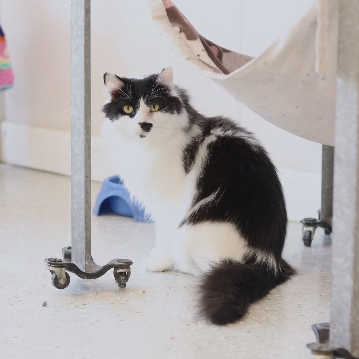 Groucho, a Adoptable Domestic Long Hair in Lansing, MI image 3/6