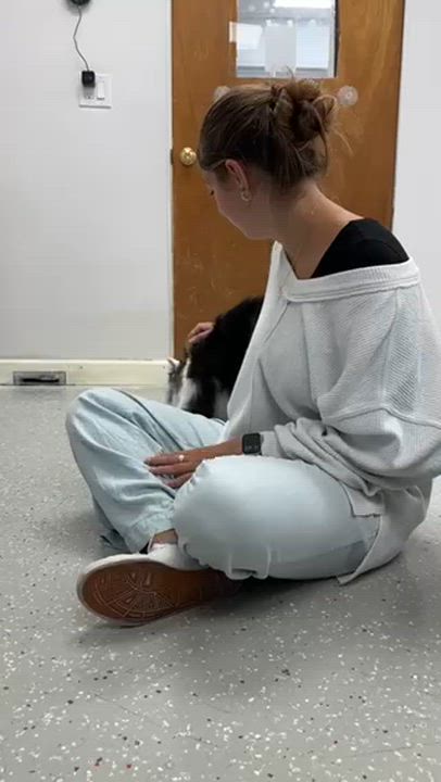 Enlarge Groucho, a Adoptable Domestic Long Hair in Lansing, MI video 6/6