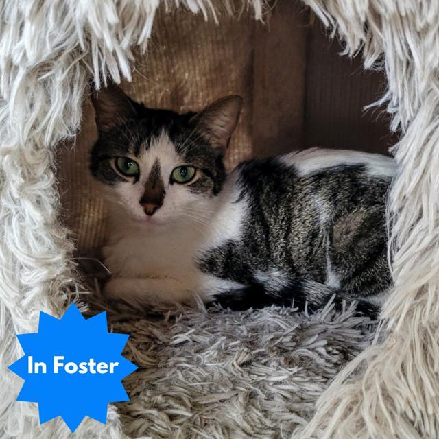 Enlarge JULES, a Adoptable Domestic Short Hair in Indianapolis, IN image 1/1