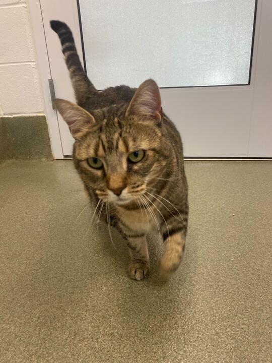 Enlarge Marti, a ADOPTABLE Domestic Short Hair in Maidens, VA image 2/3