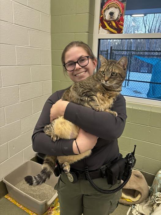 Enlarge Marti, a ADOPTABLE Domestic Short Hair in Maidens, VA image 1/3