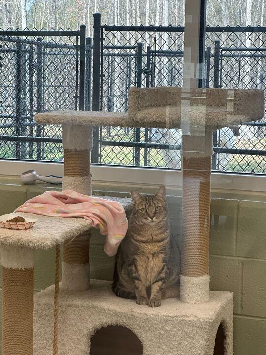 Enlarge Marti, a ADOPTABLE Domestic Short Hair in Maidens, VA image 3/3