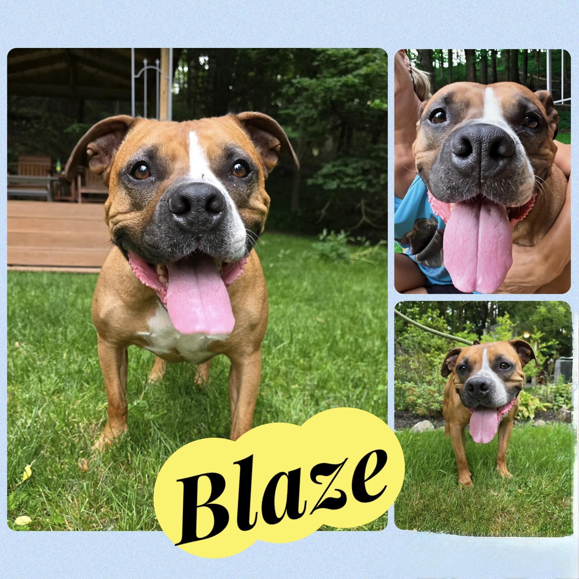 Blaze, a ADOPTABLE mixed breed in Darien Center, NY image 2/3