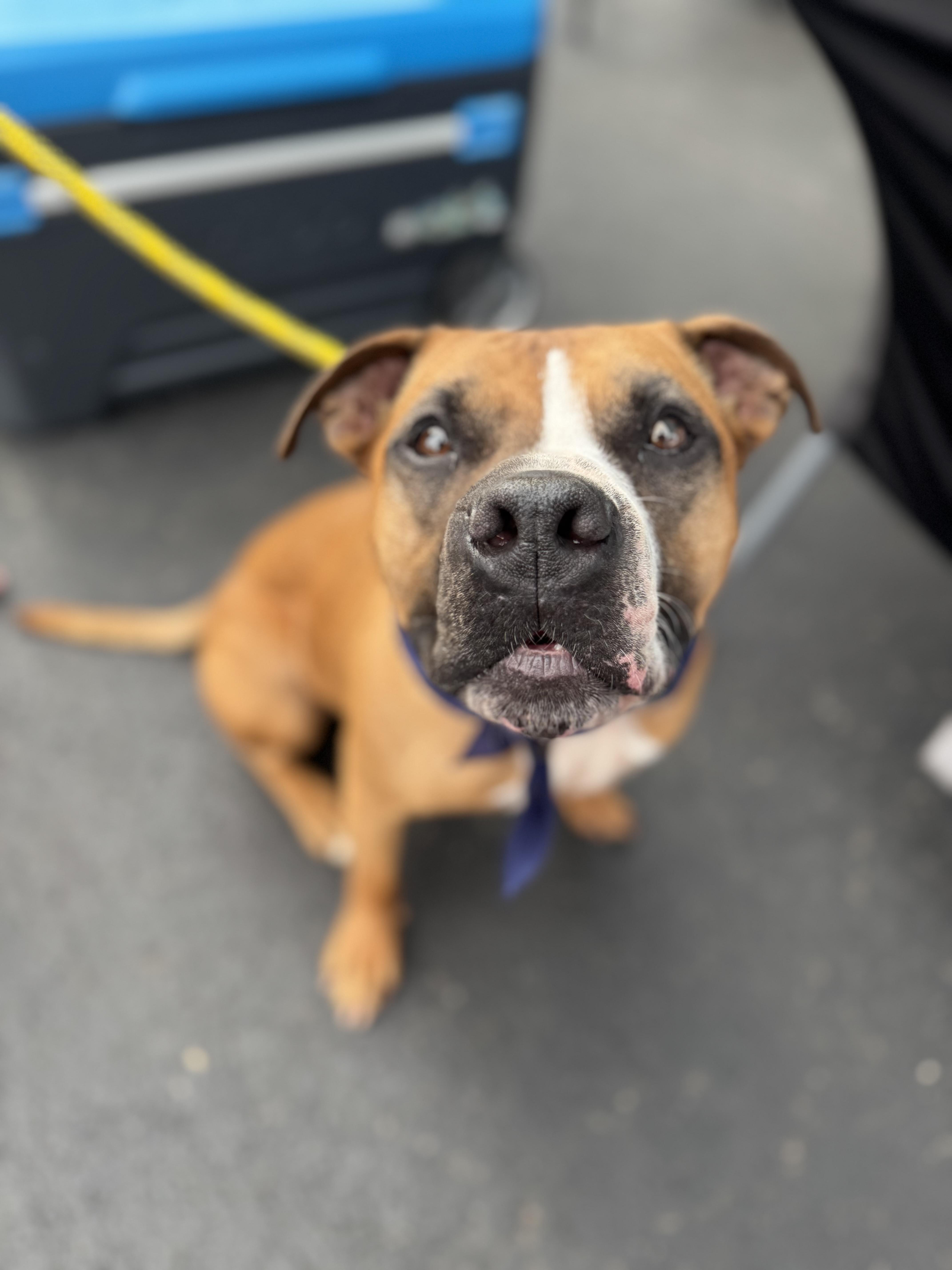 Enlarge Blaze, a ADOPTABLE mixed breed in Darien Center, NY image 3/5