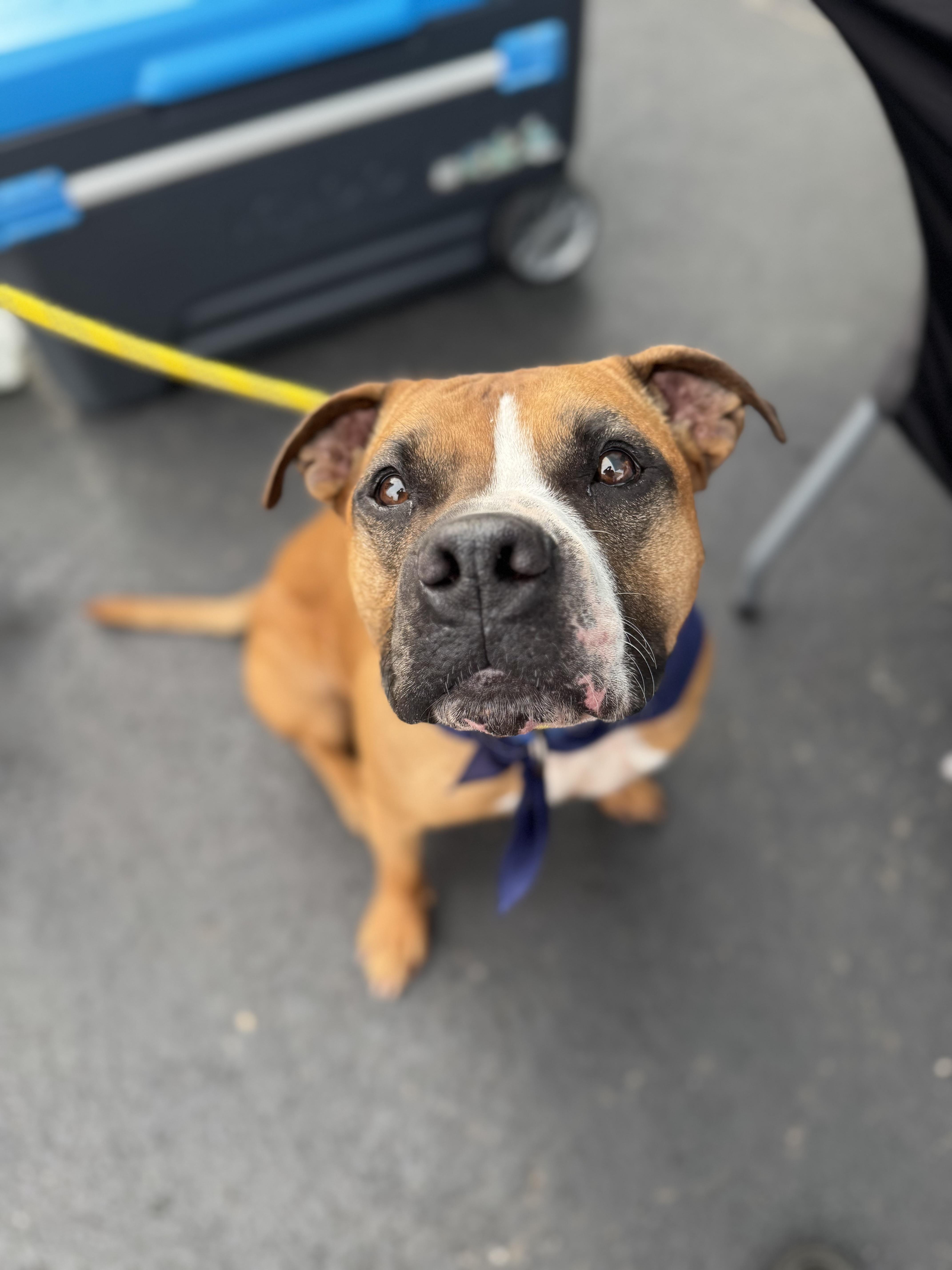 Enlarge Blaze, a ADOPTABLE mixed breed in Darien Center, NY image 4/5