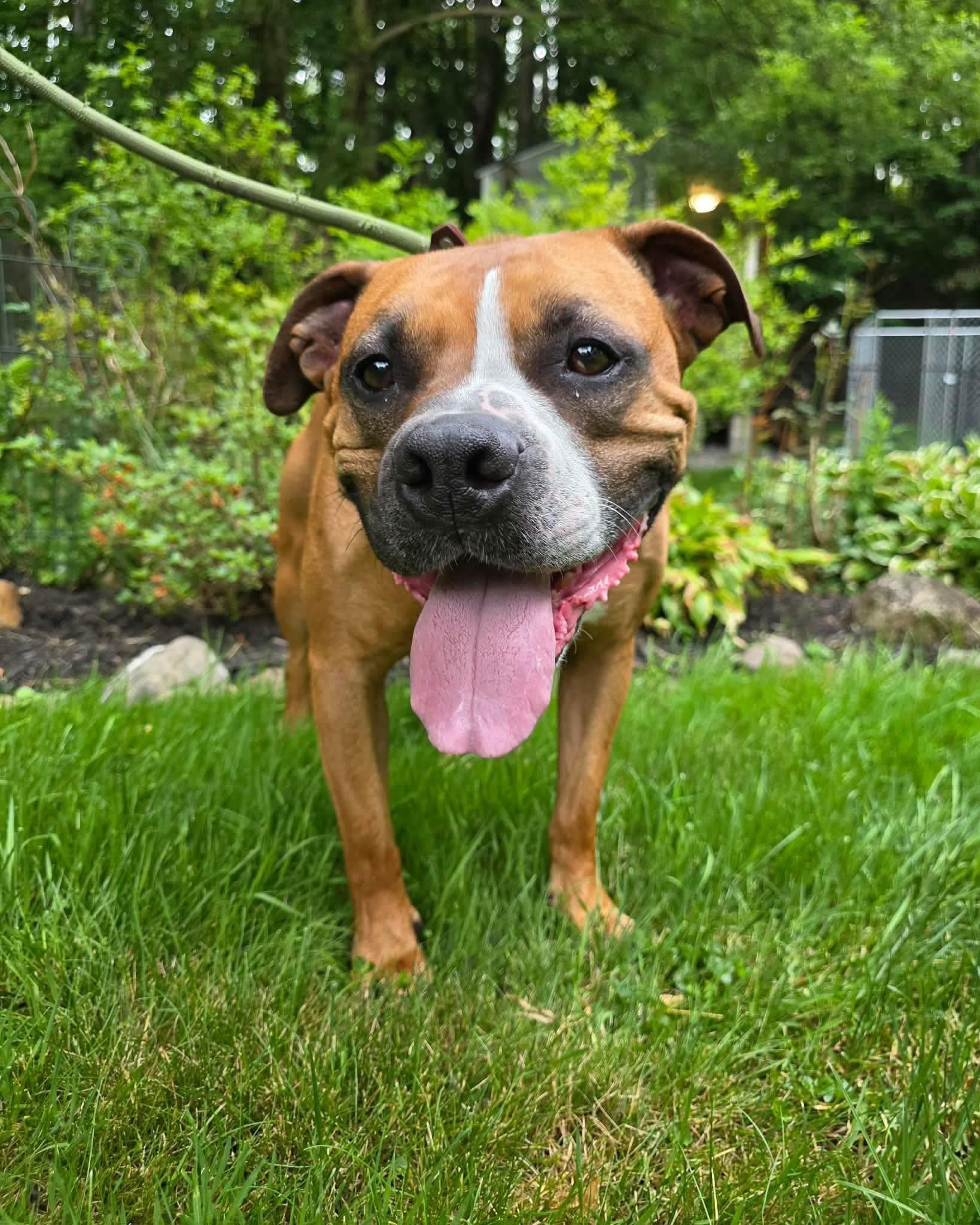 Blaze, a ADOPTABLE mixed breed in Darien Center, NY image 3/3