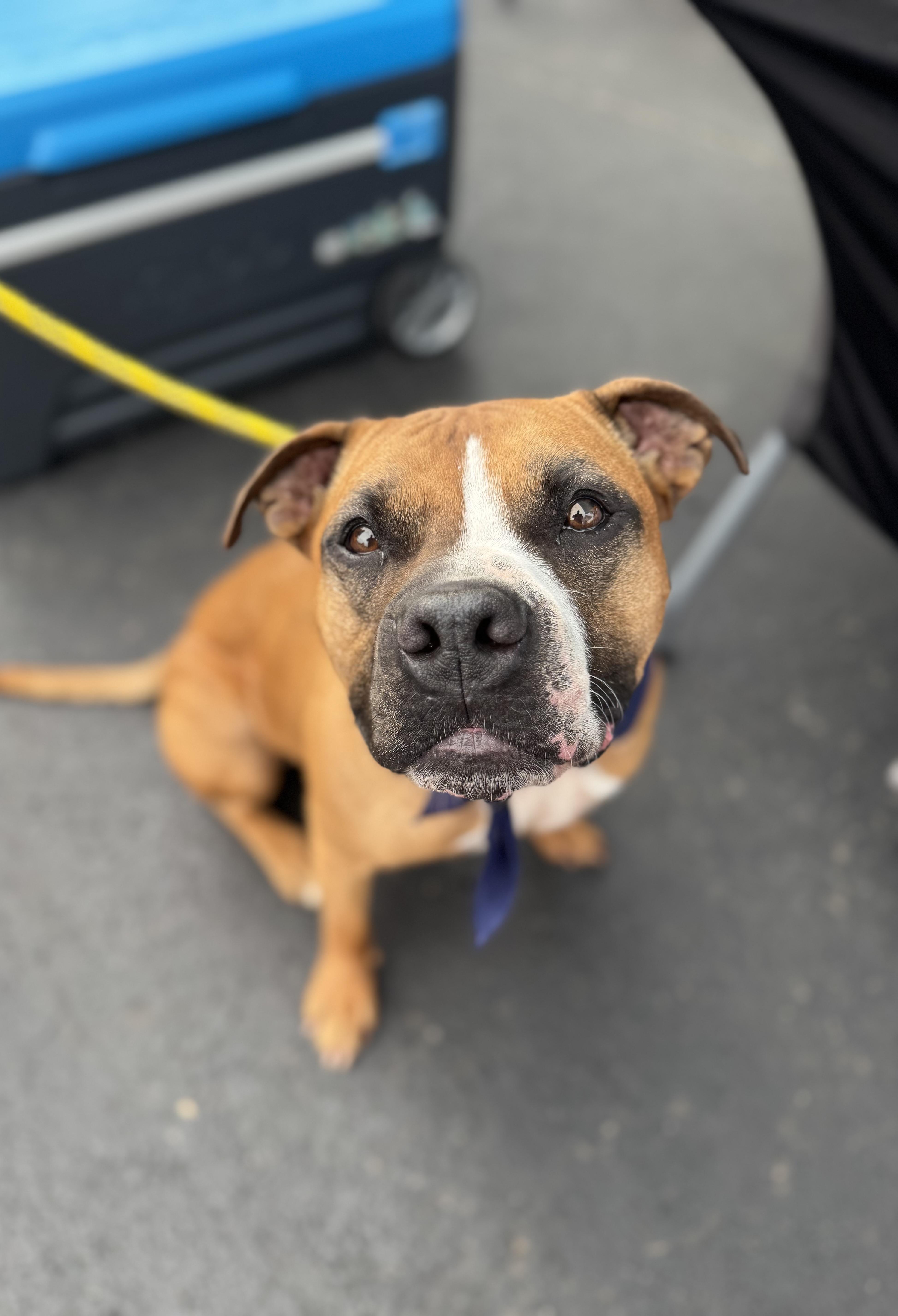 Enlarge Blaze, a ADOPTABLE mixed breed in Darien Center, NY image 5/5