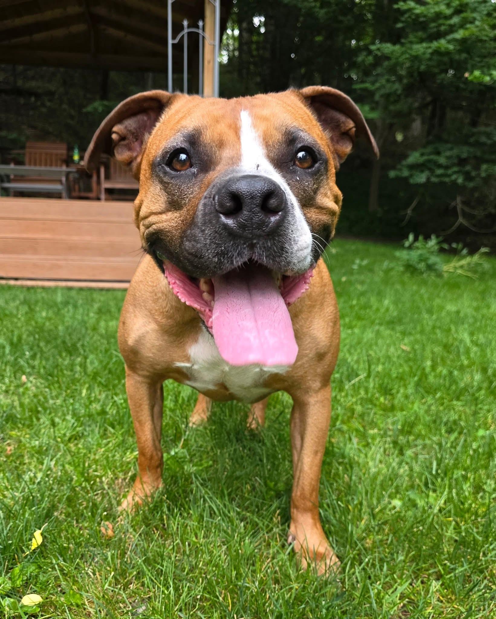 Blaze, ADOPTABLE, Senior Male Labrador Retriever & Pit Bull Terrier.