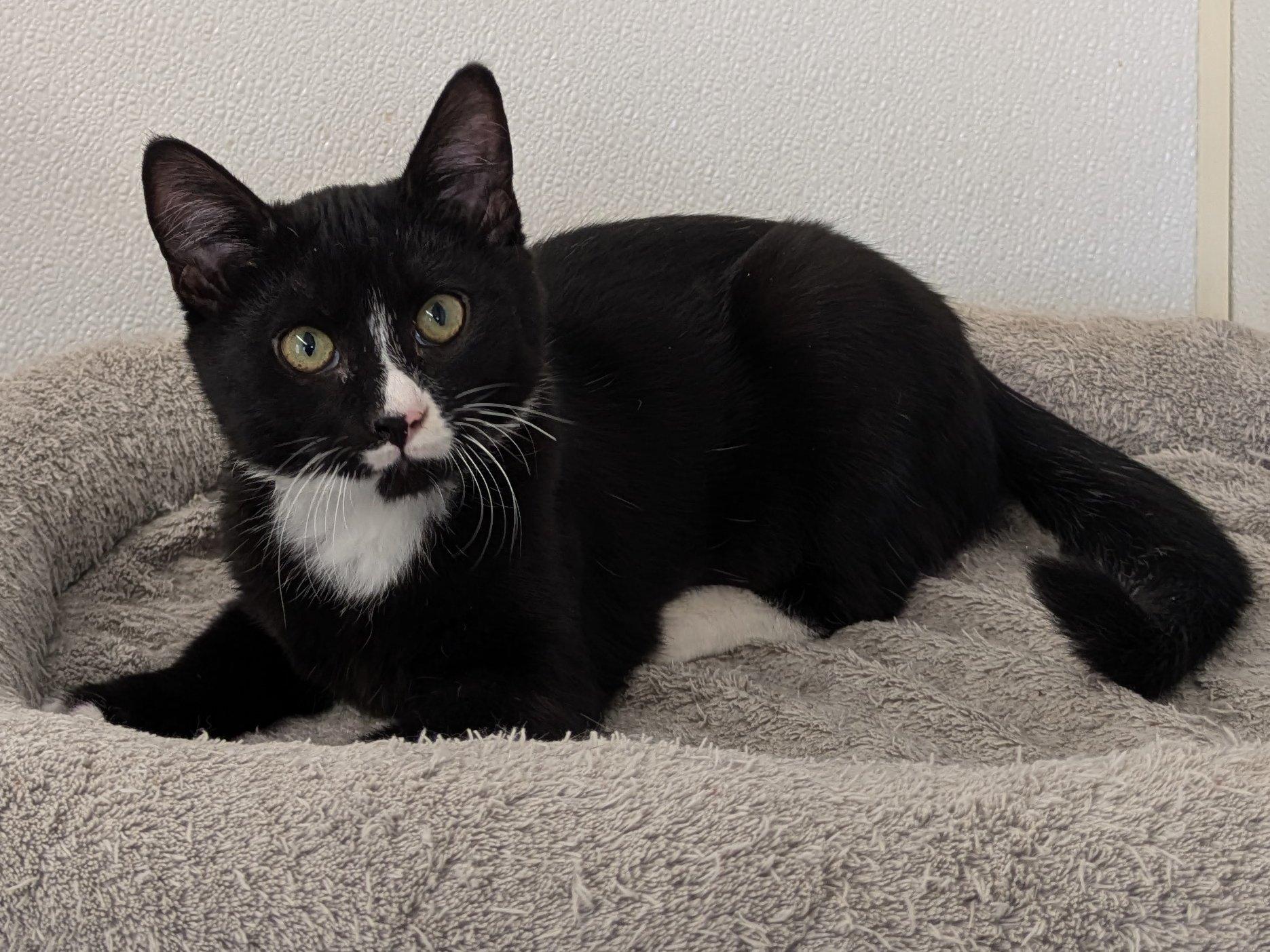 Twix, an adoptable Tuxedo, Domestic Short Hair in Republic, WA, 99166 | Photo Image 4