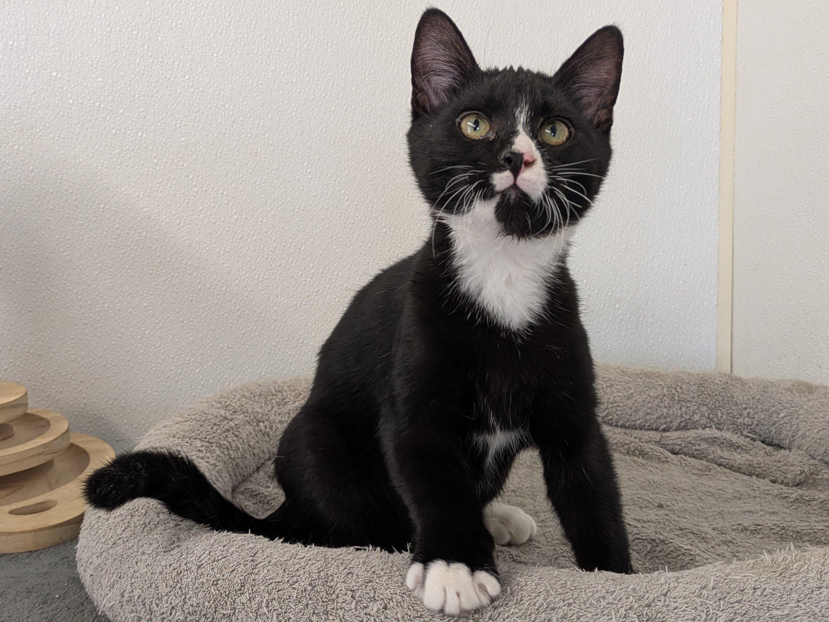 Twix, an adoptable Tuxedo, Domestic Short Hair in Republic, WA, 99166 | Photo Image 2